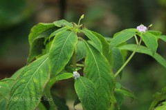 Impatiens talbotii